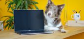 Laptop hond