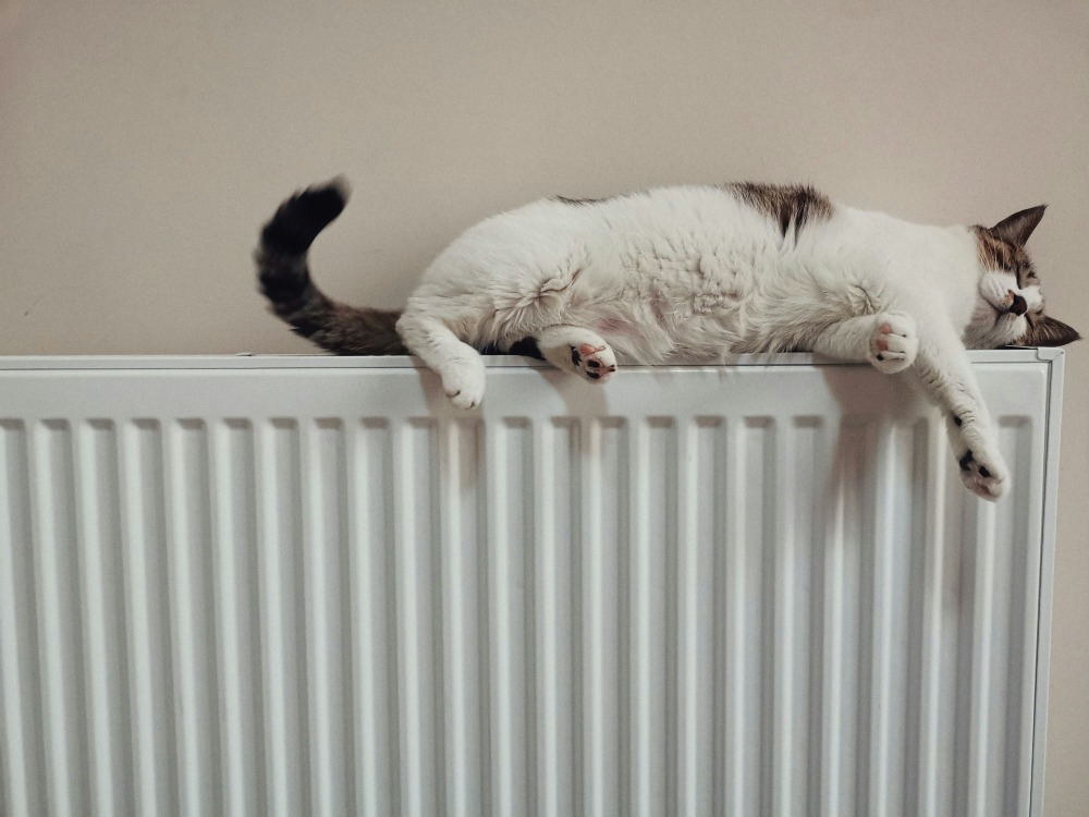 radiator met kat